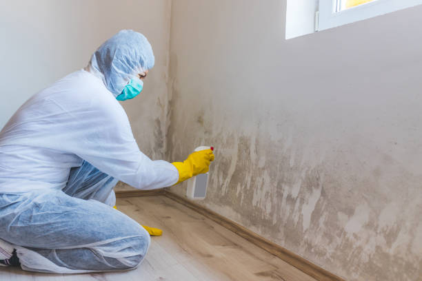 Licensed Basement Mold Removal service in Lowell, NC - WQB Mold Removal