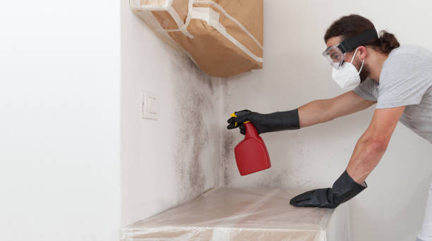 Professional Basement Mold Removal technician working in Lowell, NC